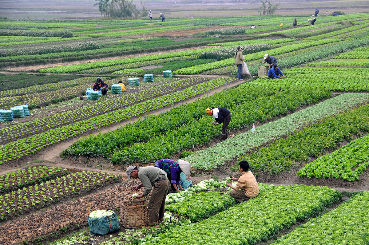 150 milliards pour l’agriculture dans la CEMAC