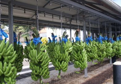 Filière Banane: plus de 4,7 milliards FCFA de subvention
