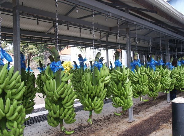 Filière Banane: plus de 4,7 milliards FCFA de subvention