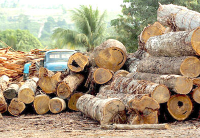 Marché mondial : le secteur forestier enregistre un faible taux de croissance
