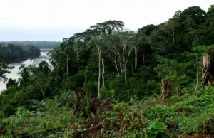 Gestion des forêts d’Afrique centrale : le mal-être de l’inclusion