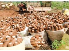 Exportation massive de manioc vers l’Inde : L’opportunité commerciale qui divise