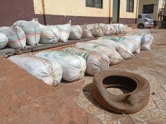 Cameroun : 40 kilos de chanvre indien saisis dans la région de l’Ouest