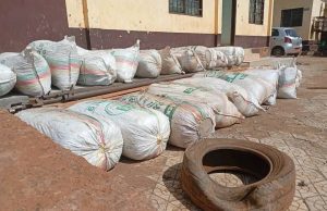 Cameroun : 40 kilos de chanvre indien saisis dans la région de l’Ouest