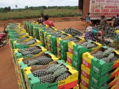 Zéro droit de douane : les attentes des agriculteurs africains envers la Chine